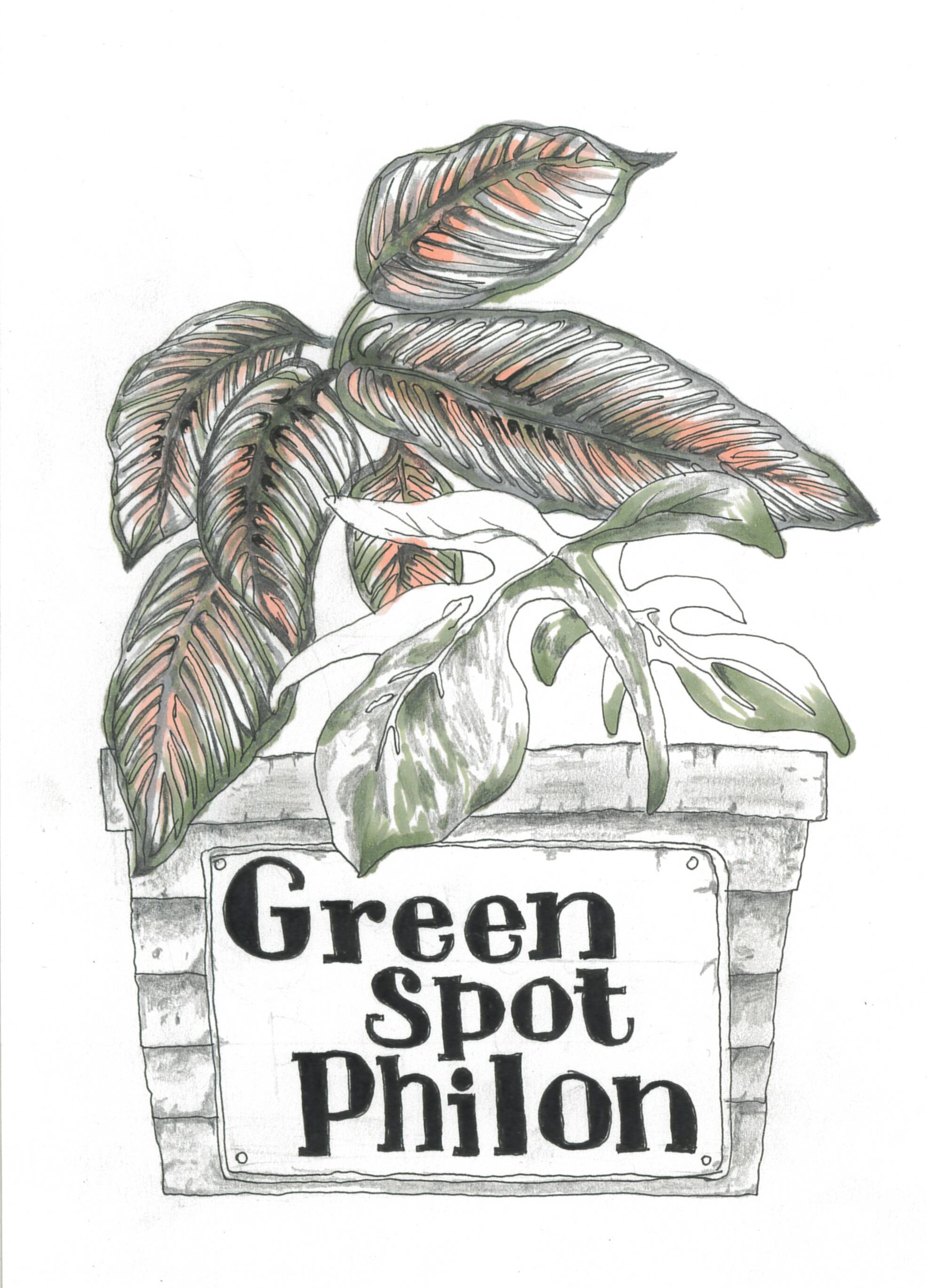 アグラオネマ レッドスマトラ | Green Spot Philon